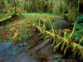 Lush green forest stream mossy - mossy free wallpaper