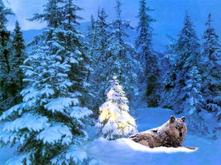 Bear snow forest trees lights - a bear free wallpaper