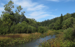 River forest sunny blue sky - a lush green forest free wallpaper