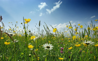 Field flowers grass blue sky 4 - ecological art free wallpaper
