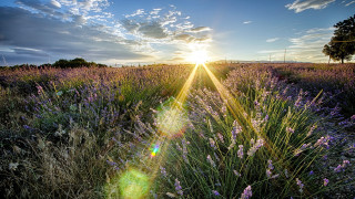 Field flowers sun clouds tree - free summer wallpaper