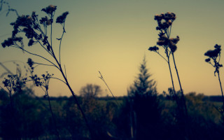 Tall grass flowers sunset sky - tall free wallpaper