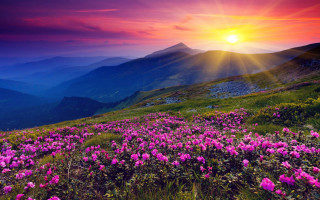 Sunset mountain pinkflowers gradientsky horizon - the foreground and a mountain range in the background free wallpaper for desktop