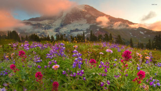 Wildflowers mountain sunset clouds field - other flower free wallpaper