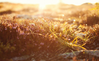 Autumn field grass flowers sunset - a blurry background of the grass free wallpaper