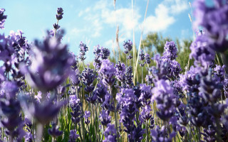 Lavender field blue sky clouds - a field of lavender free wallpaper