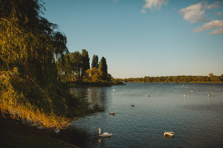 Lake swan duck trees blue - plein air free wallpaper for desktop