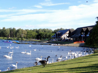 Swans lake house trees boats - a house and trees free wallpaper