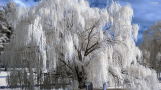 Large tree white leaves park 2 - a park area free wallpaper