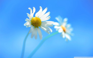 Daisies blue sky petals foreground - against a blue sky background free wallpaper