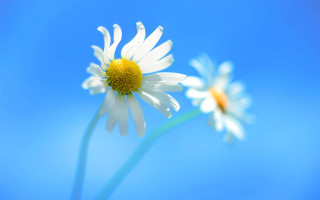 Two daisies blue sky soft - against a blue sky background free wallpaper