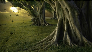 Trees sunshine grass sky birds - a group of trees free wallpaper