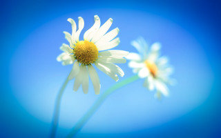 Daisies closeup blue background blurry - a close up free wallpaper for desktop