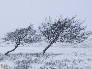 Snowy trees autumn bare branch - a snowy field free wallpaper