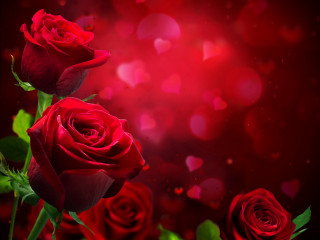 Red roses red background bokeh - a blurry background behind them free wallpaper