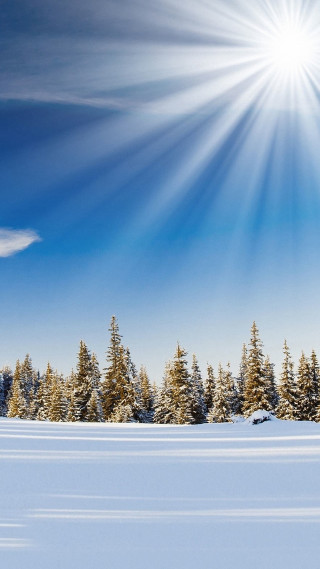 Skiing snowy field trees sun - free winter wallpaper for mobile