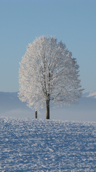 Lone tree snowy field sky - free winter wallpaper for mobile
