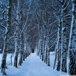 Snowy forest path person walking 2 - free winter wallpaper for tablet