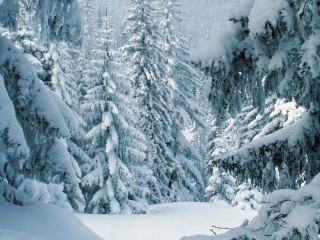 Skiing person snow trees background - ski free wallpaper