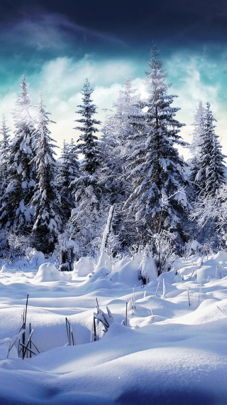 Snowy winter forest lake mountain - free winter wallpaper for mobile