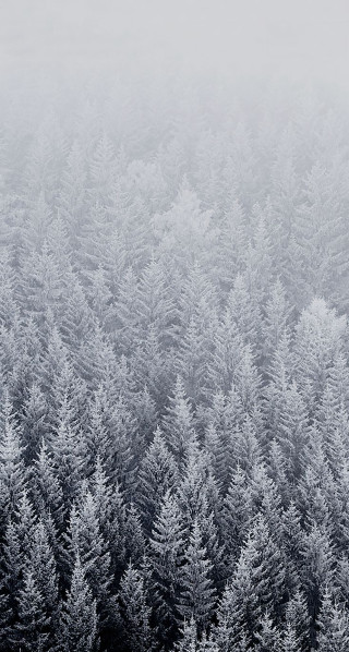 Forest snow frost trees foggy - foggy free wallpaper for mobile
