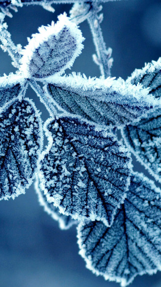 Frosted leaf closeup foreground nature - a.b. frost free wallpaper for mobile