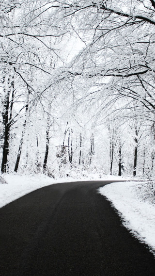 Snowy forest road trees stop - free winter wallpaper for mobile