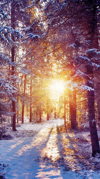 Snowy path woods sunlight snow - free winter wallpaper for mobile
