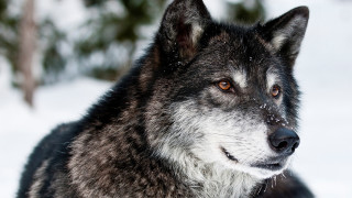 Wolf standing snow smile looking - a wolf free wallpaper