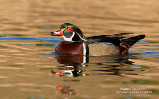 Duck colorful beak swimming pond - a duck free wallpaper
