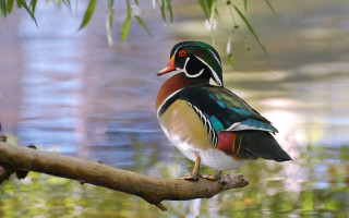 Colorful bird perched branch pond - a tree branch in the foreground free wallpaper