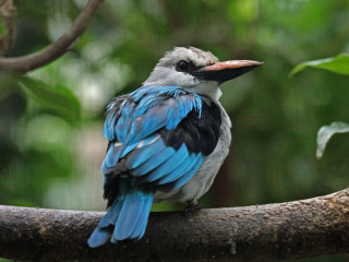 Bird blue black beak branch - beak free wallpaper