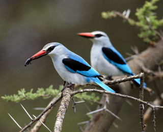 Two birds branch needles blurry - needle and needles free wallpaper
