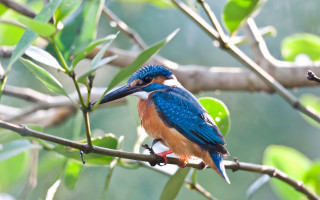 Blue bird red beak branch - de hirsh margule free wallpaper