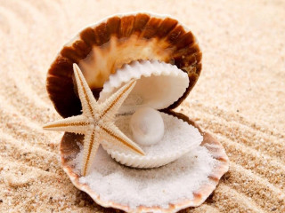 Starfish shell white ball sandy - a sandy beach free wallpaper for desktop