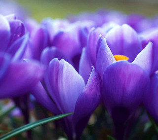 Purple flowers yellow center green - free spring wallpaper for tablet