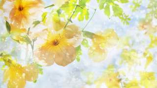 Yellow flowers tree branch sunlight - summer vibrancy free wallpaper