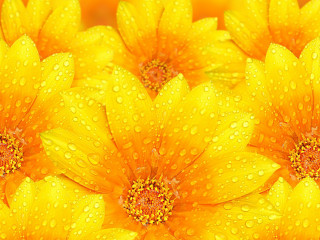 Yellow flower water droplets macro 4 - art green free wallpaper