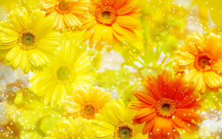 Yellow flower water droplets sunset - white dot free wallpaper