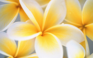Yellow flower closeup blurry background 6 - white petal free wallpaper