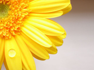 Yellow flower water droplets white - the petal free wallpaper
