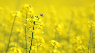Bee flower yellow field obscured - a bee free wallpaper