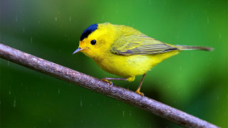 Yellow bird blue eyes branch - adam szentpétery free wallpaper