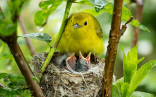 Yellow bird open beak nest - a yellow bird free wallpaper for desktop
