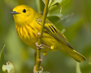 Yellow bird perched branch tree 2 - david budd free wallpaper
