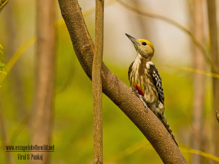 Bird yellow red breast tree - don arday free wallpaper