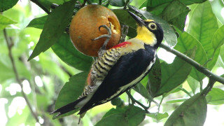 Bird branch fruit hanging back - fruit free wallpaper