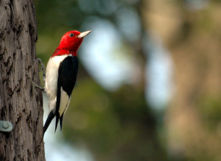 Red black bird perched tree - a tree trunk free wallpaper