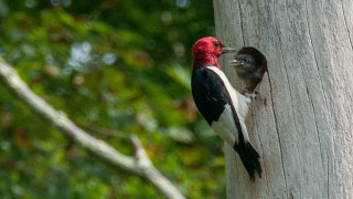 Red headed bird tree open - its beak open free wallpaper