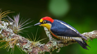 Colorful bird lichen needles wildlife - needle free wallpaper
